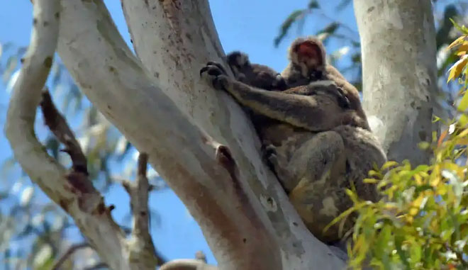 Southern Cross Tour Coombabah Lake 19