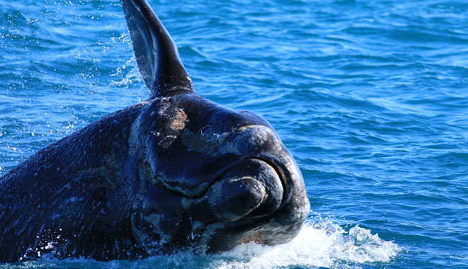 Southern right whale close up South Australia web