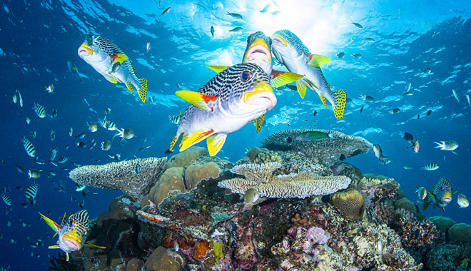 Spirit of Freedom Liveaboard Trip 31