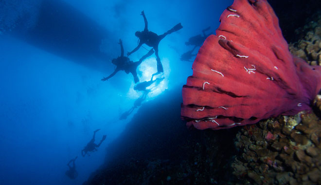 Spirit of Freedom Liveaboard Trip 7 Night 3