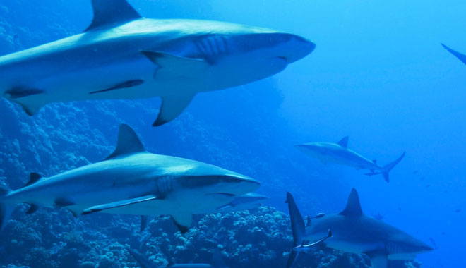 Spirit of Freedom Liveaboard Trip 7 Night 7