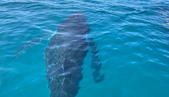 Spirit of Hervey Bay Whale Watching 001