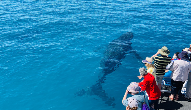 Spirit of Hervey Bay Whale Watching 002