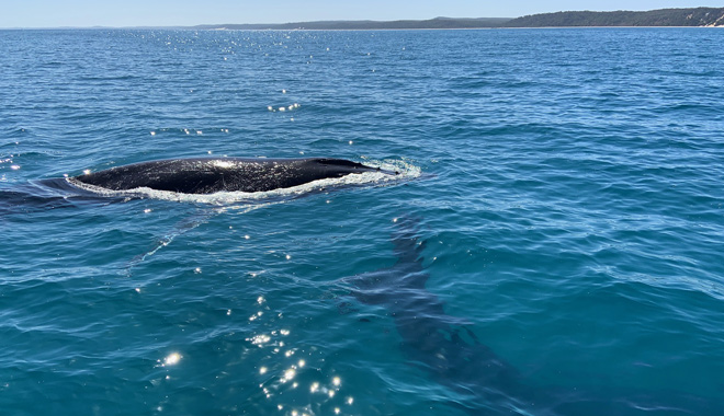 Spirit of Hervey Bay Whale Watching 009