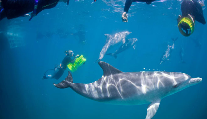 Swim with Wild Dolphins 001