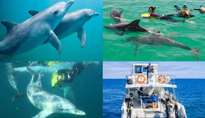 Swim with Wild Dolphins web 005