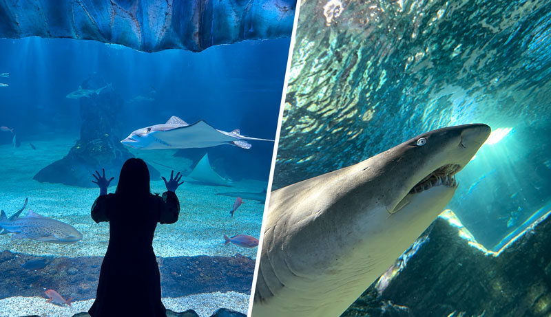 Sydney Sealife 2001