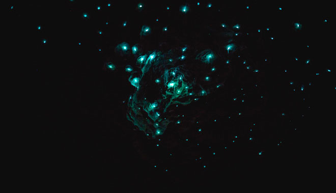 TE ANAU GLOW WORM 17