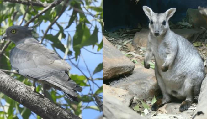 TERRITORY WILDLIFE PARK 007
