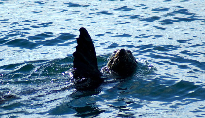 TIKAPA MOANA WHALES 004 WEB 