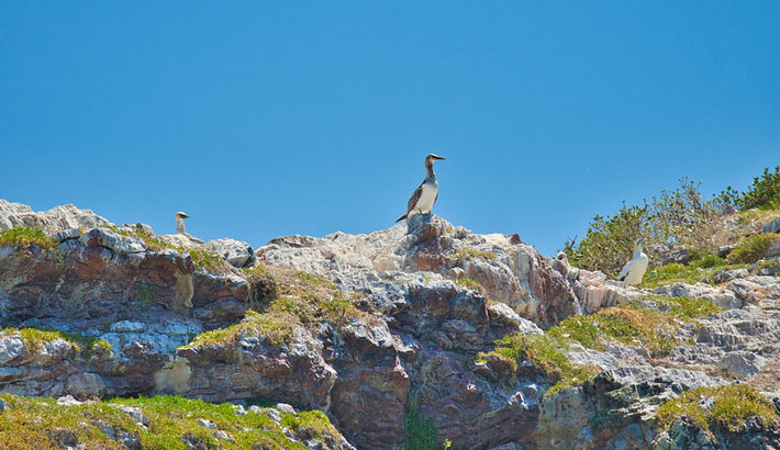 TIKAPA MOANA WHALES 008 WEB