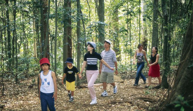 Tamborine National Park Rainforest