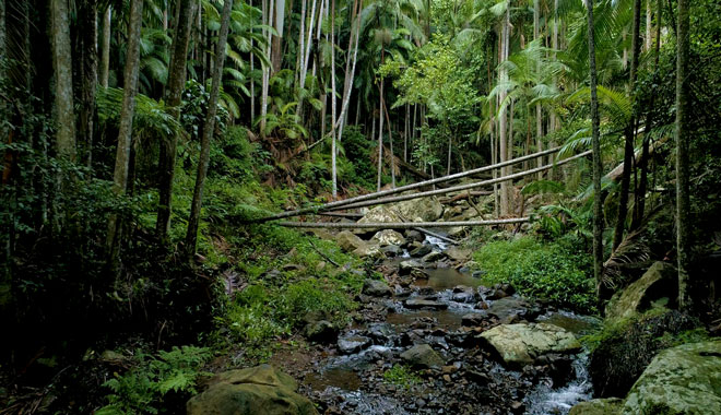Tamborine Rainforest Skywalk 001