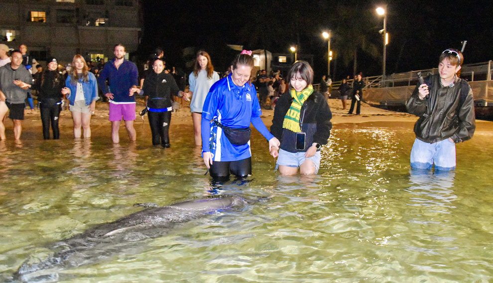 Tangalooma Dolphin 2026