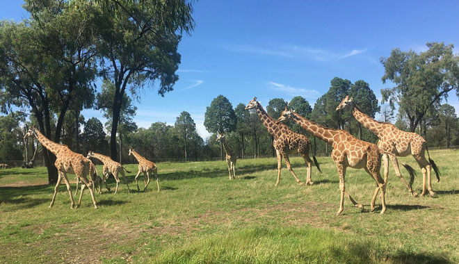 Taronga Western Plains Zoo Dubb1