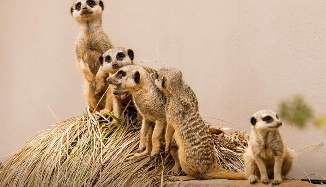 Taronga Western Plains Zoo Dubb2