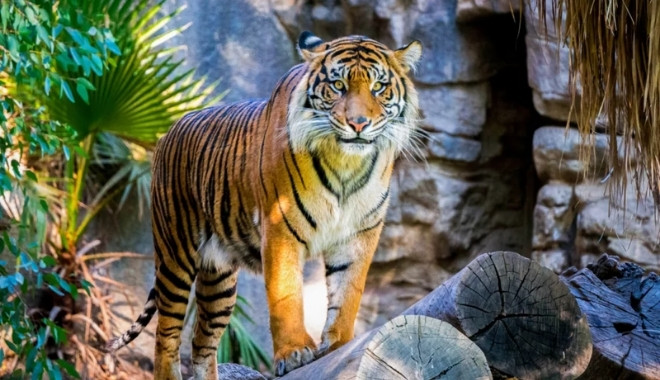 Taronga Zoo Ferry Express2