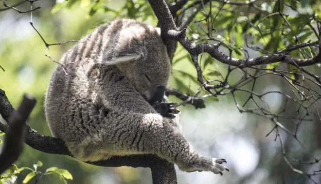 Taronga Zoo Ferry Express4