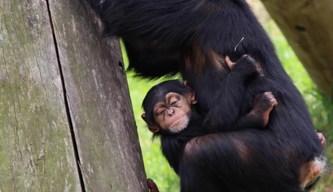 Taronga Zoo Ferry Express5