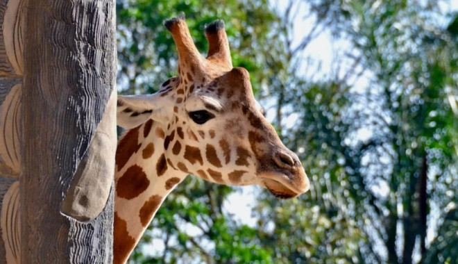 Taronga Zoo Ferry Express6