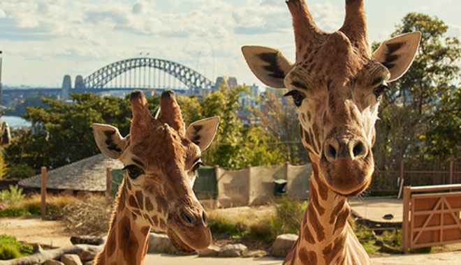 Taronga Zoo harbour