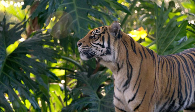 Taronga Zoo tiger