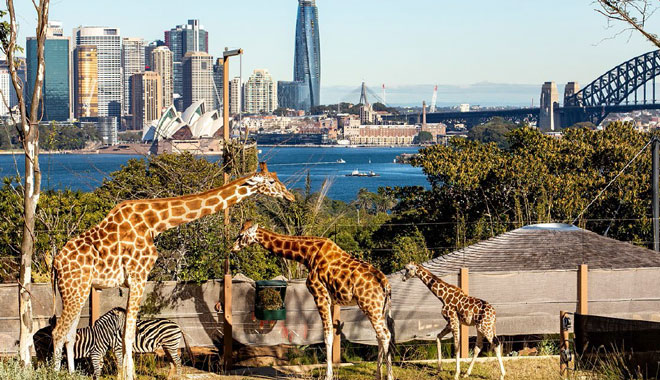 Taronga Zoo1