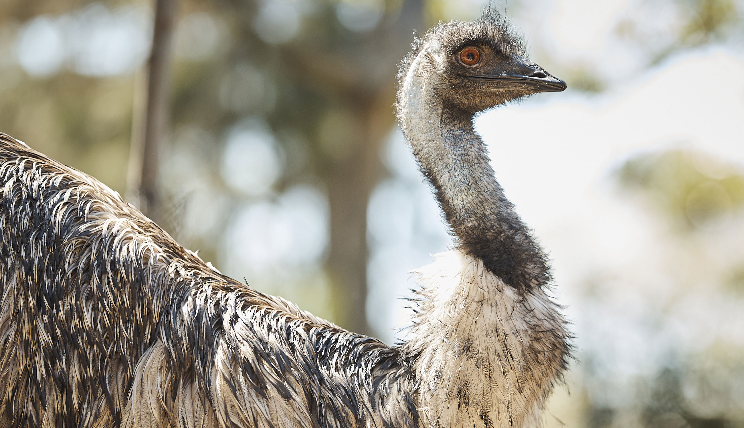 Taronga Zoo Animals 013