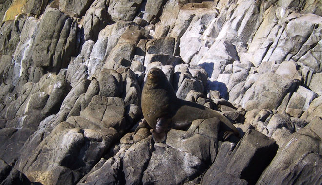 Tasman Island 3Hour Wilderness Cruise 002