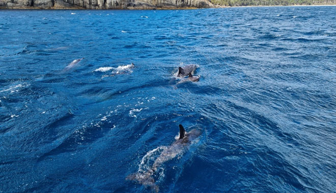 Tasman Island 3Hour Wilderness Cruise 015