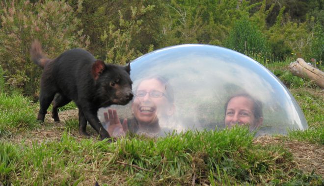 Tasmanian Devil Park 1