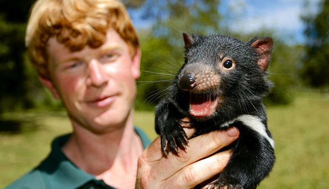 Tasmanian Devil Park 2