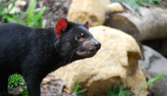 Tasmanian Devil Park 3