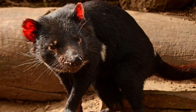 Tasmanian Devil Park 6