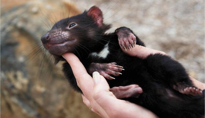 Tasmanian Devil Park 7