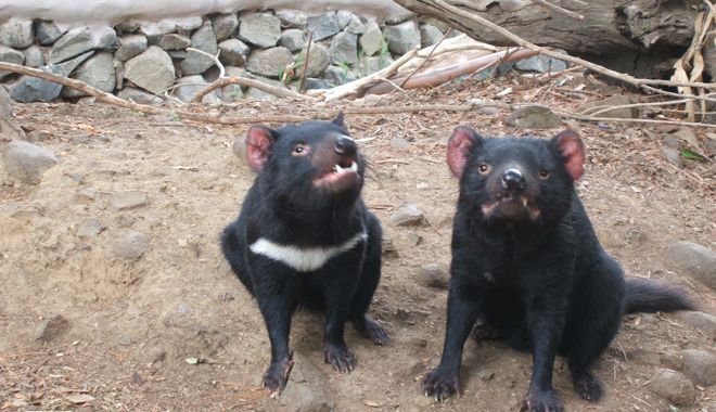 Tasmanian Devil Park 8
