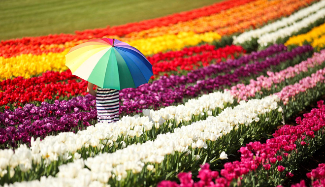 Tesselaar Tulip Festival 3