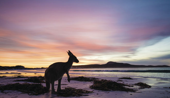 Kangaroo at Lucky Bay, Cape Le Grand National Park