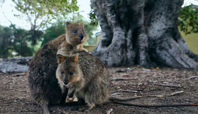 The Rottnest Grand Island Package2