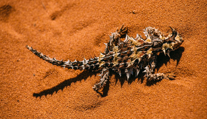 Thorny devil (Moloch horridus)
