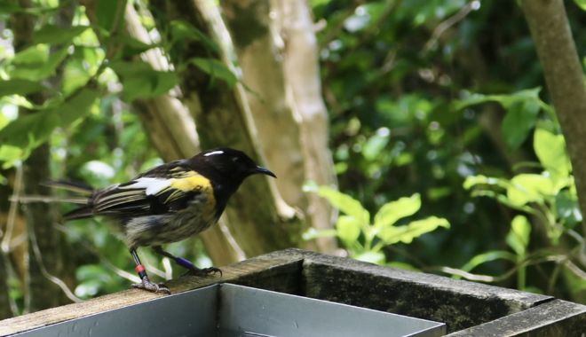 Tiritiri Matangi Island (7)