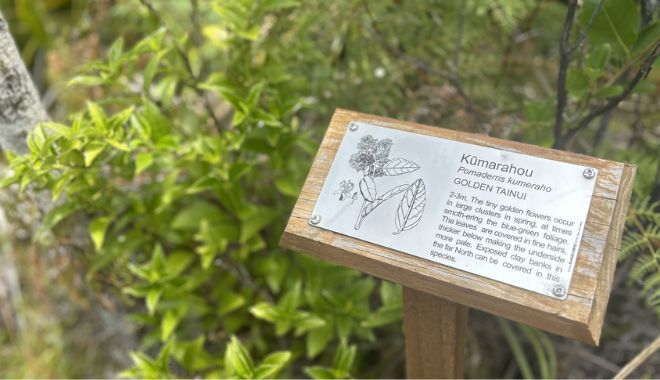 Tiritiri Matangi Island (8)