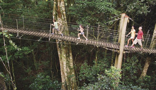 Tree Top Walk 2