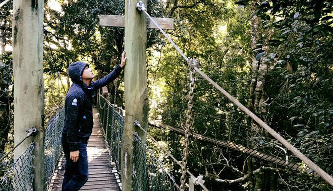 Tree Top Walk 4
