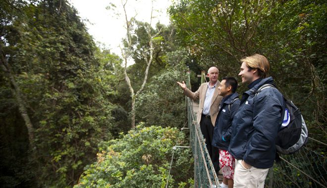 Tree Top Walk