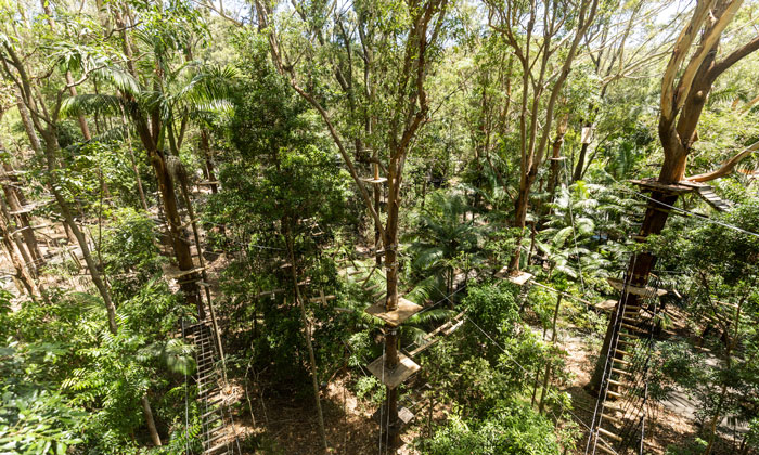 TreeTopChallenge8