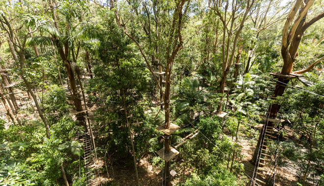 Treetop Challenge Currumbin 002