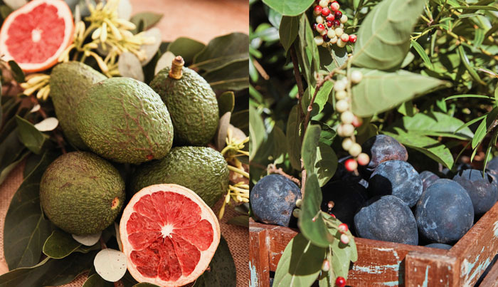 Tropical Fruit World Farm Tour 551