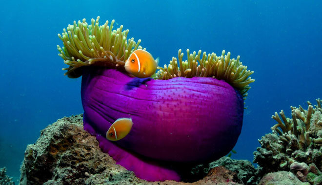 Tusa4