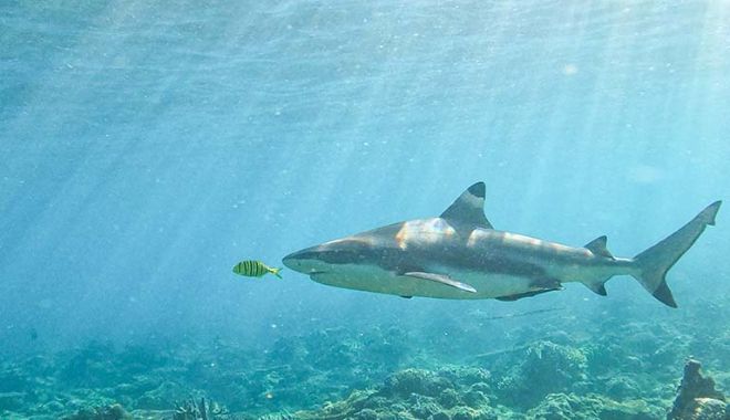 ULTIMATE Reef sharks ENCOUNTER 2D1N (2)